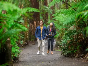 Otway Fly Treetop Adventures