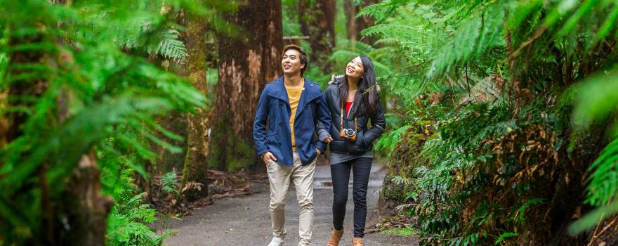 Otway Fly Treetop Adventures