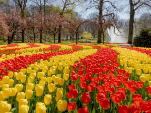 Keukenhof