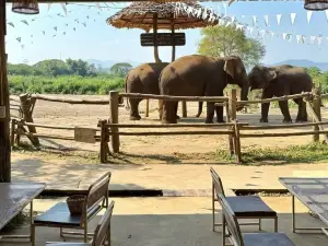 Cafe Elephant