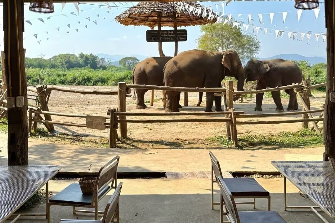 Cafe Elephant