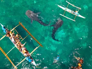 Oslob Whale Shark Watching
