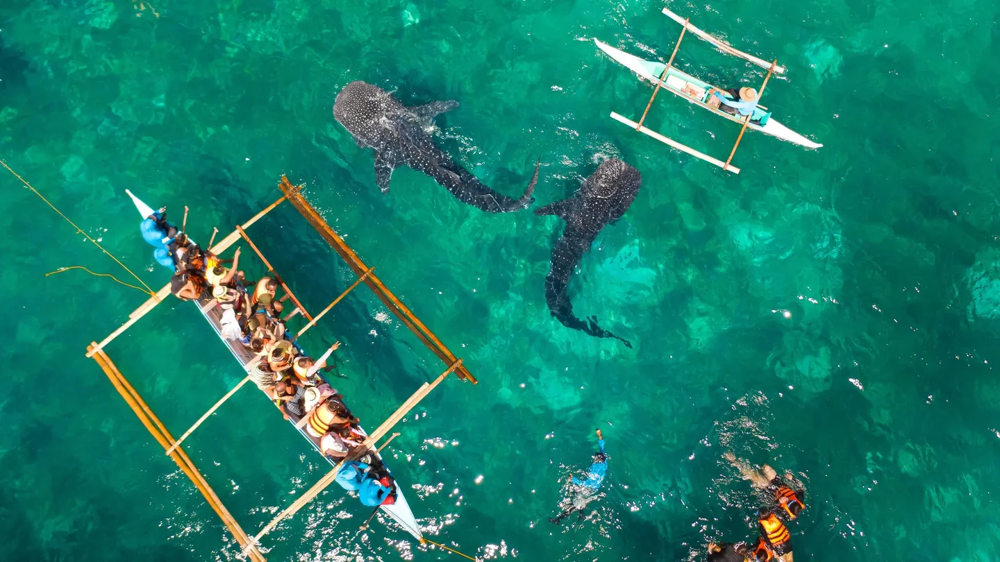 3_Oslob Whale Shark Watching
