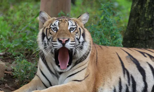 Xiongsen Animal World
