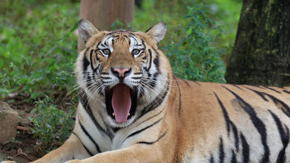 Xiong Sen Tourist Resort