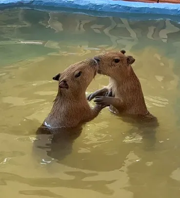 5_Elephant Care Park Phuket