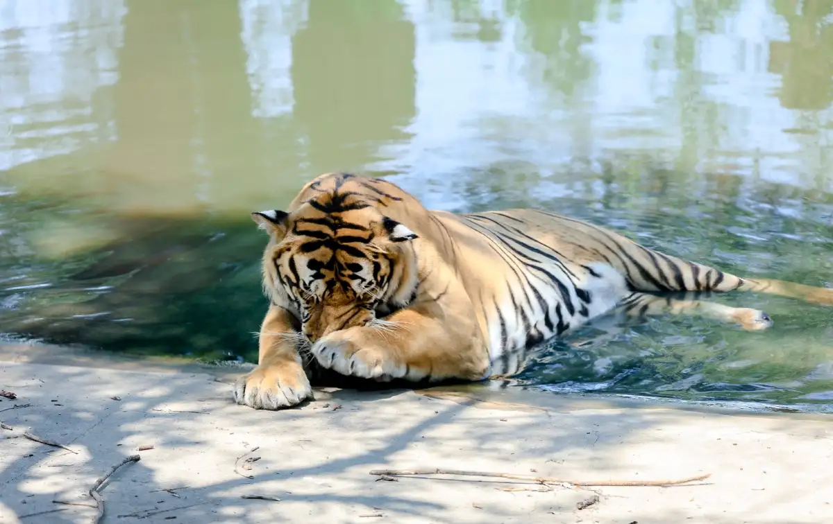Siberian Tiger Park Harbin