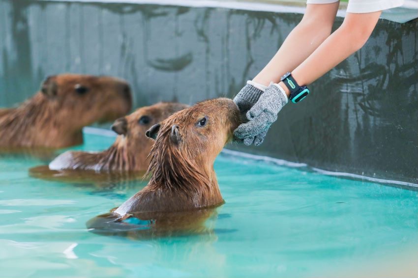 Lollypet寵萌樂園 （筍崗萬象食家店）