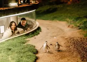 Penguin Parade