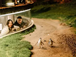 Penguin Parade