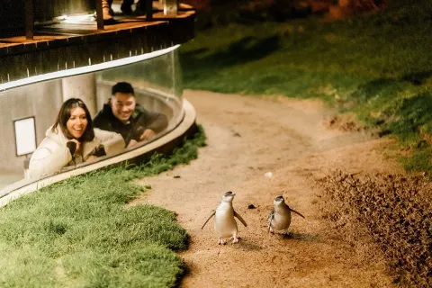 Penguin Parade