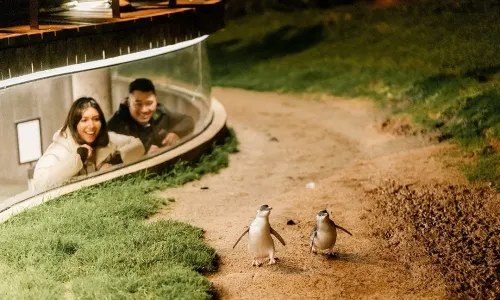 Penguin Parade