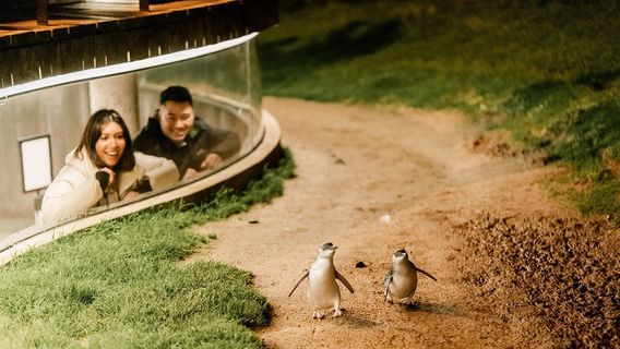Penguin Parade