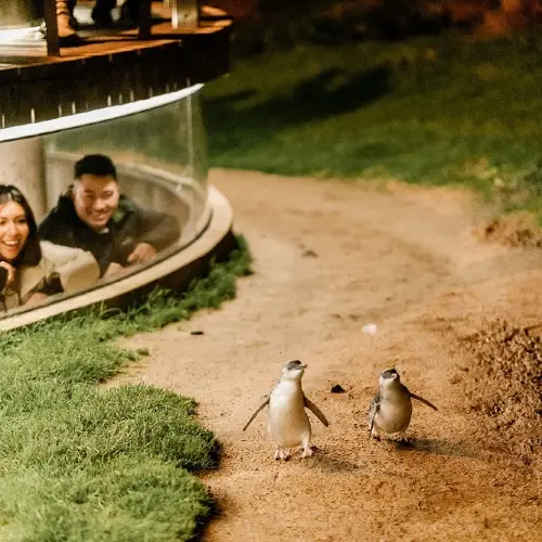 Penguin Parade