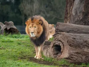 Mogo Wildlife Park