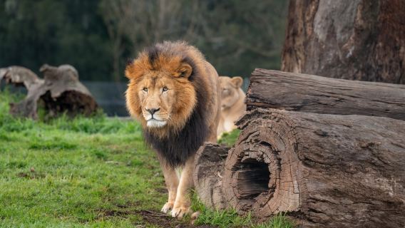 Mogo Wildlife Park