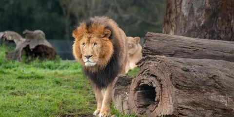 莫戈野生動物園