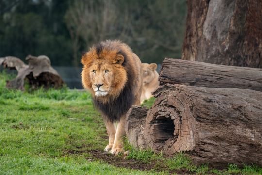 Mogo Wildlife Park