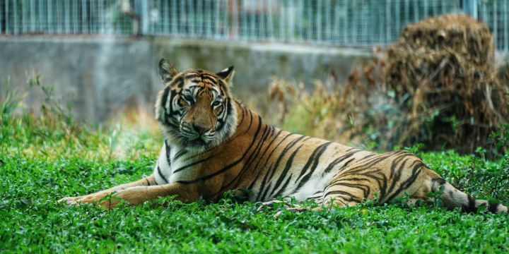 Dongguan Xiangshi Zoo