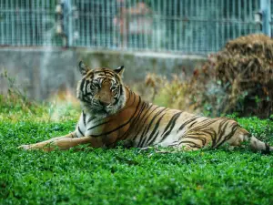 東莞香市動物園