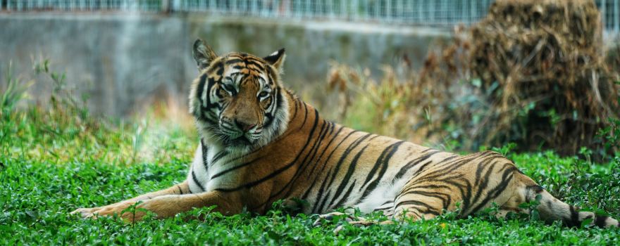 Dongguan Xiangshi Zoo