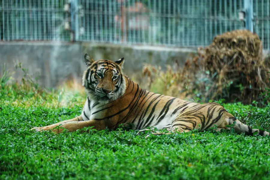 東莞香市動物園