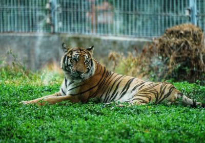 東莞香市動物園