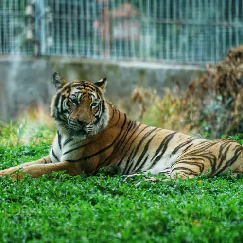 東莞香市動物園