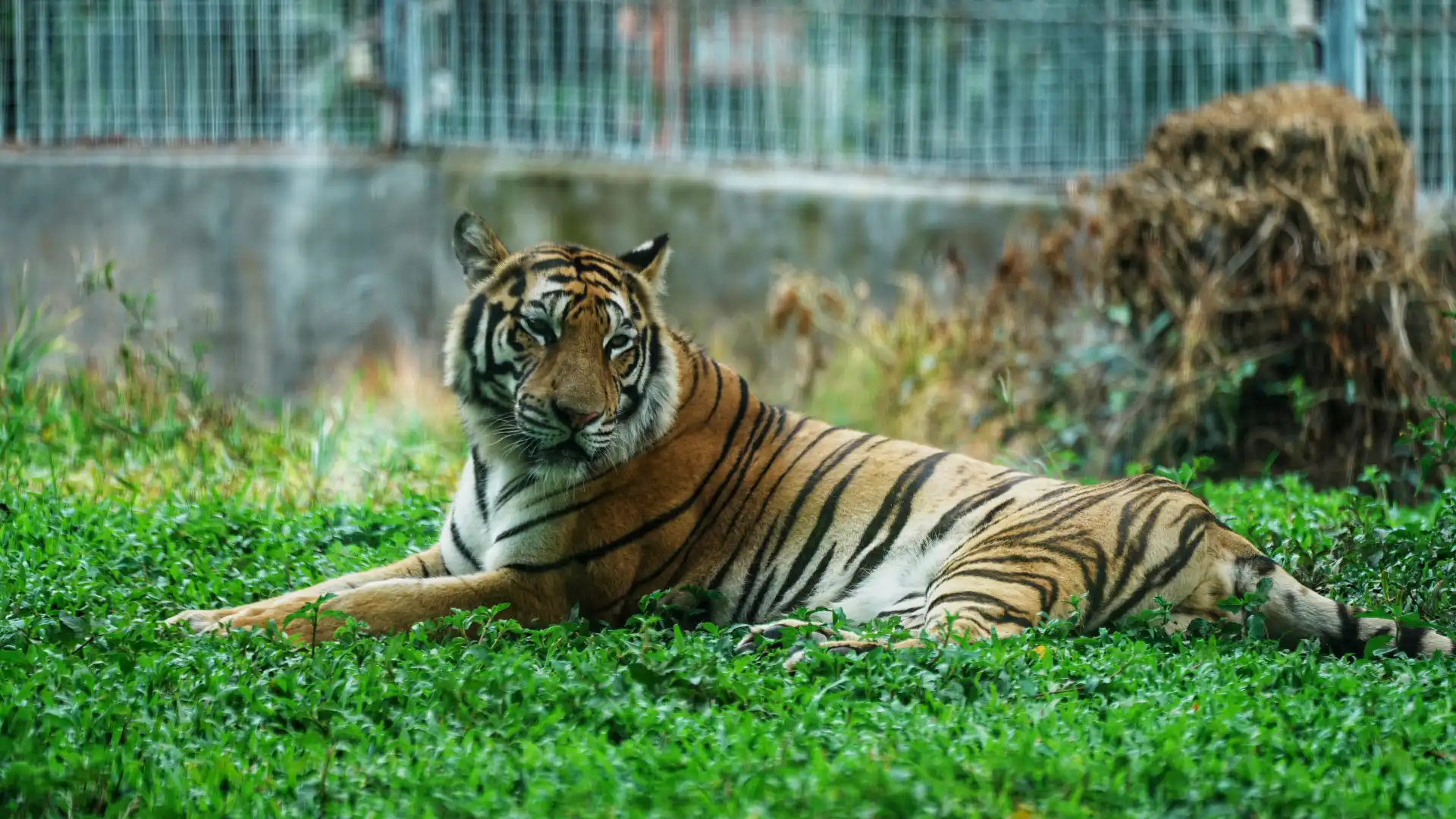 鄰近東莞香市動物園的酒店