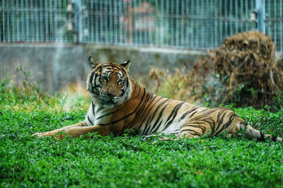 Dongguan Xiangshi Zoo