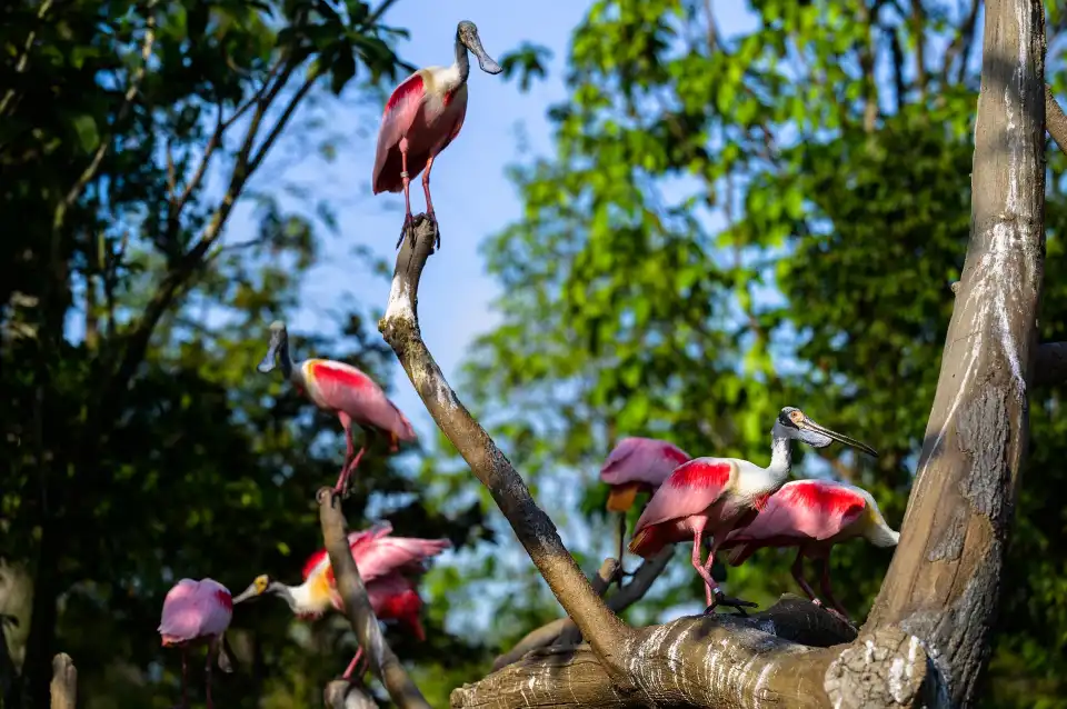 4_Bird Paradise