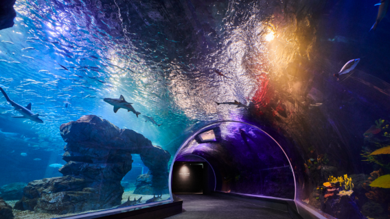 Aqua Planet, Gwanggyo