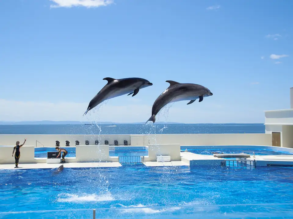 4_Kobe Suma Seaworld