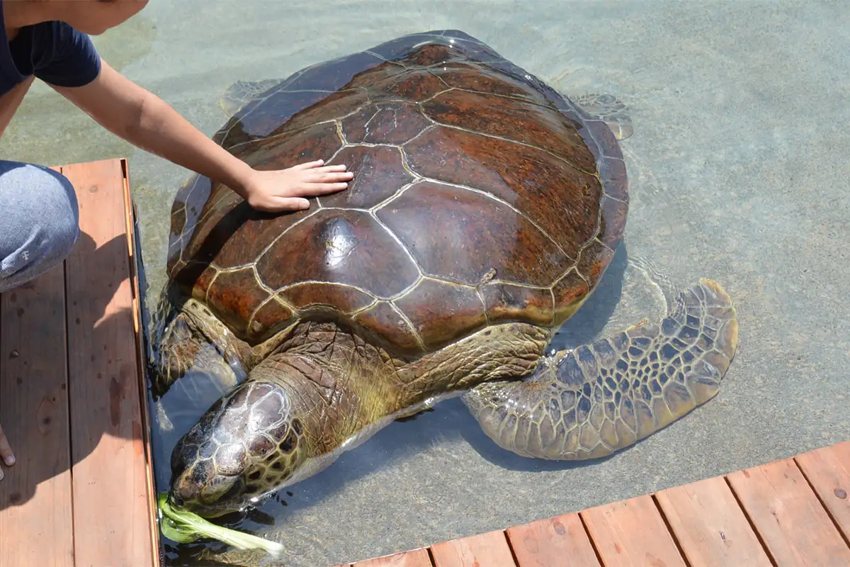 Enoshima Aquarium