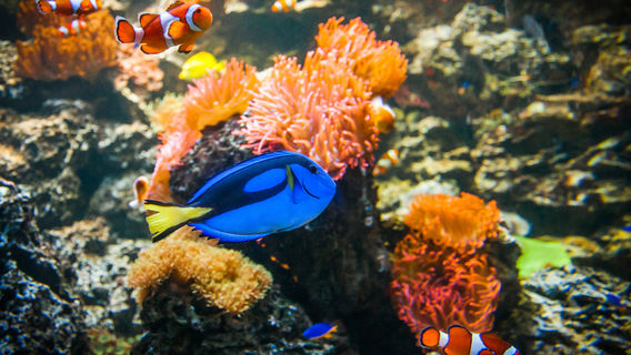 慕尼黑海洋生命水族館