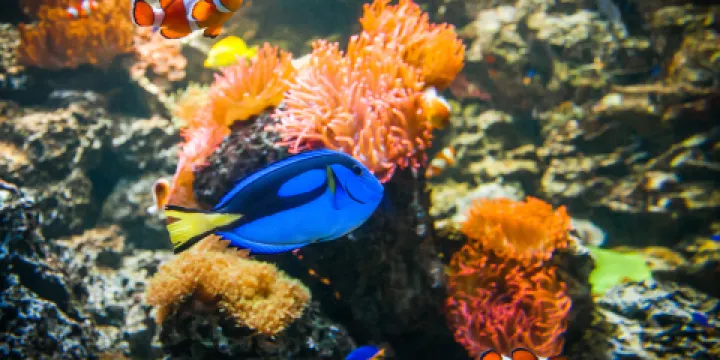 慕尼黑海洋生命水族館