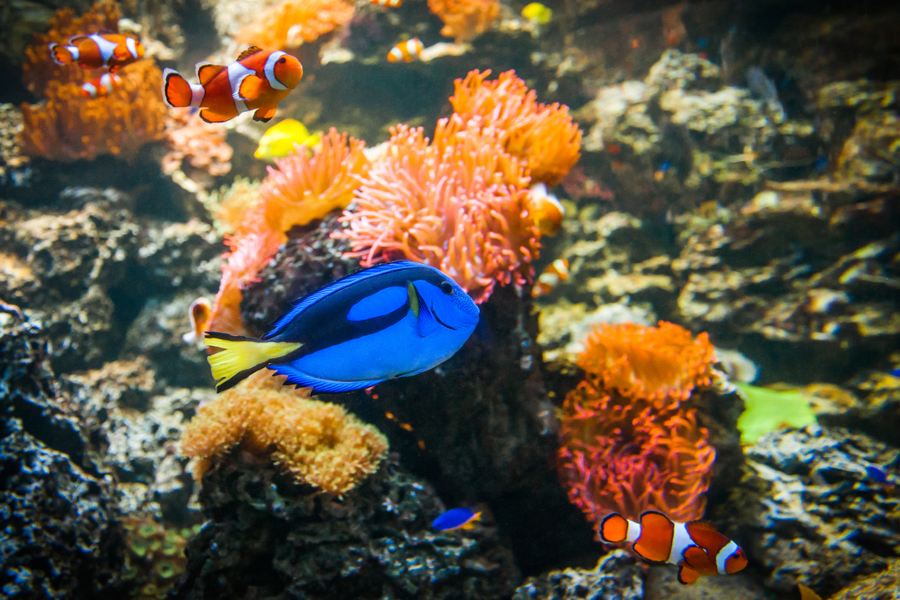 慕尼黑海洋生命水族館