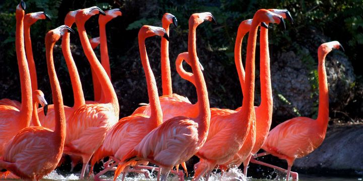 Zoo Miami
