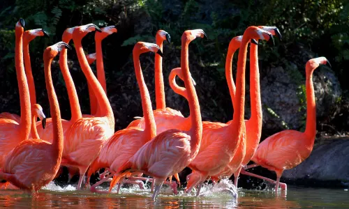 Zoo Miami