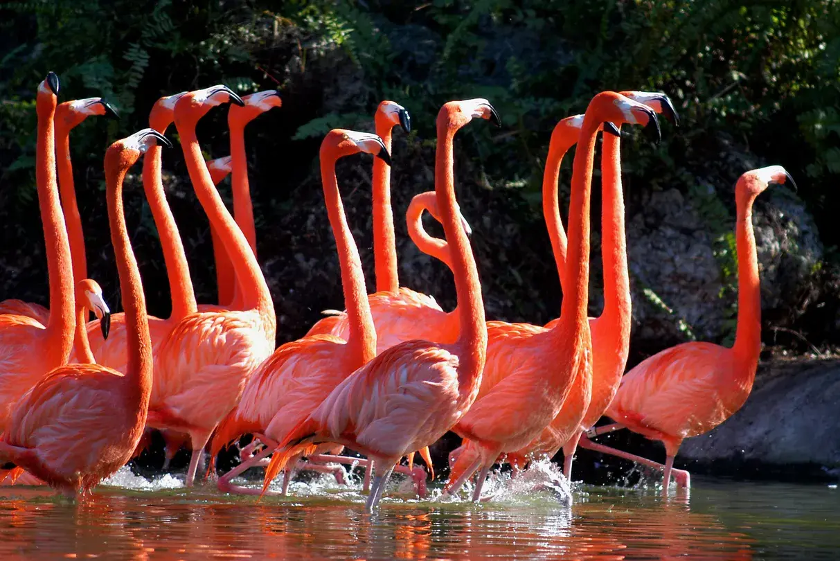 4_Zoo Miami