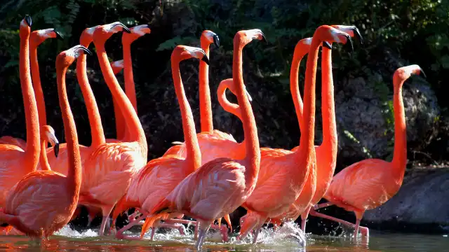 Zoo Miami