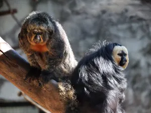 Yunnan Wild Animals Park