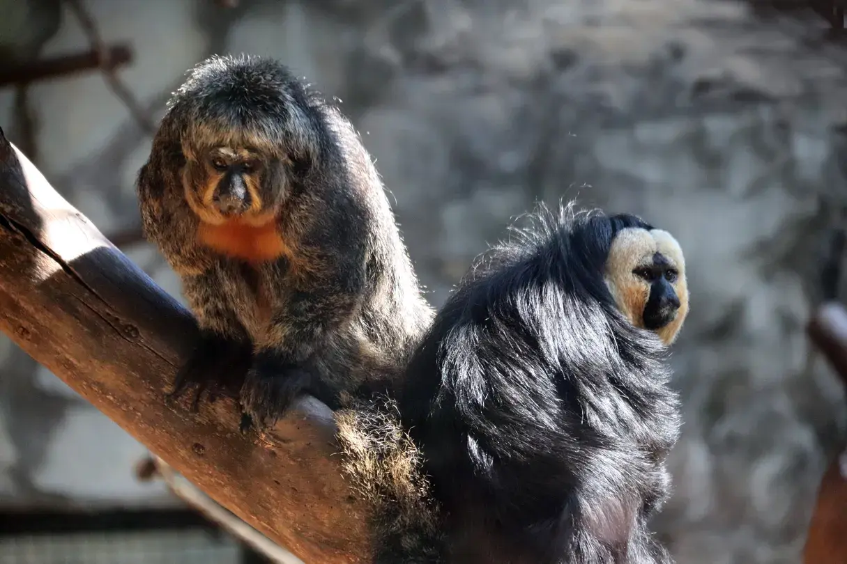 2_Yunnan Wild Animals Park