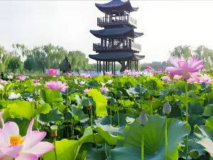 Lotus Grand View Garden