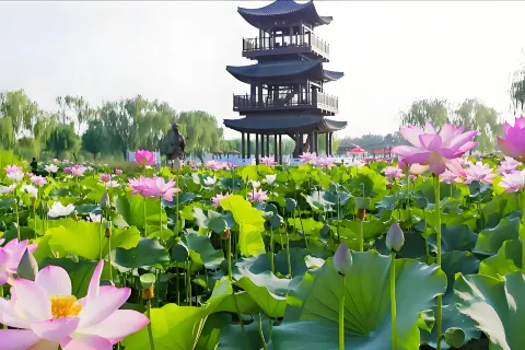 Lotus Grand View Garden