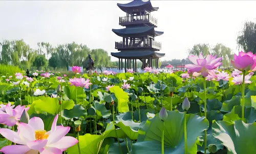 荷花大觀園