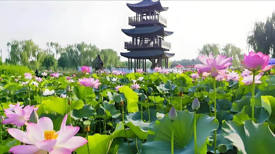 Hotels near Lotus Grand View Garden