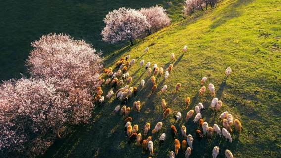 Nalati Apricot Blossom Valley