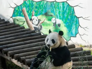 Nanshan Bamboo Sea
