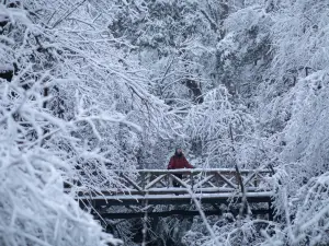 龍蒼溝国家森林公園